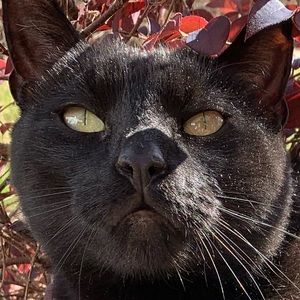 Meet your Posher, Antonio